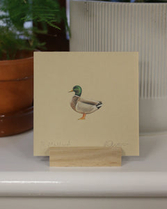 Original mini colour pencil drawing - Mallard duck