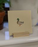 Original mini colour pencil drawing - Mallard duck